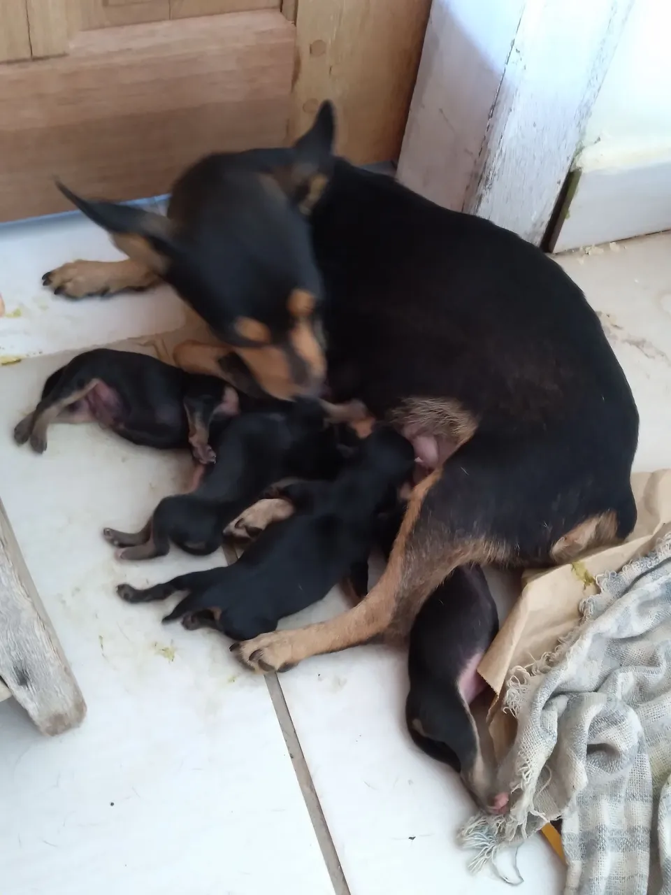 Filhotes de Pinscher
