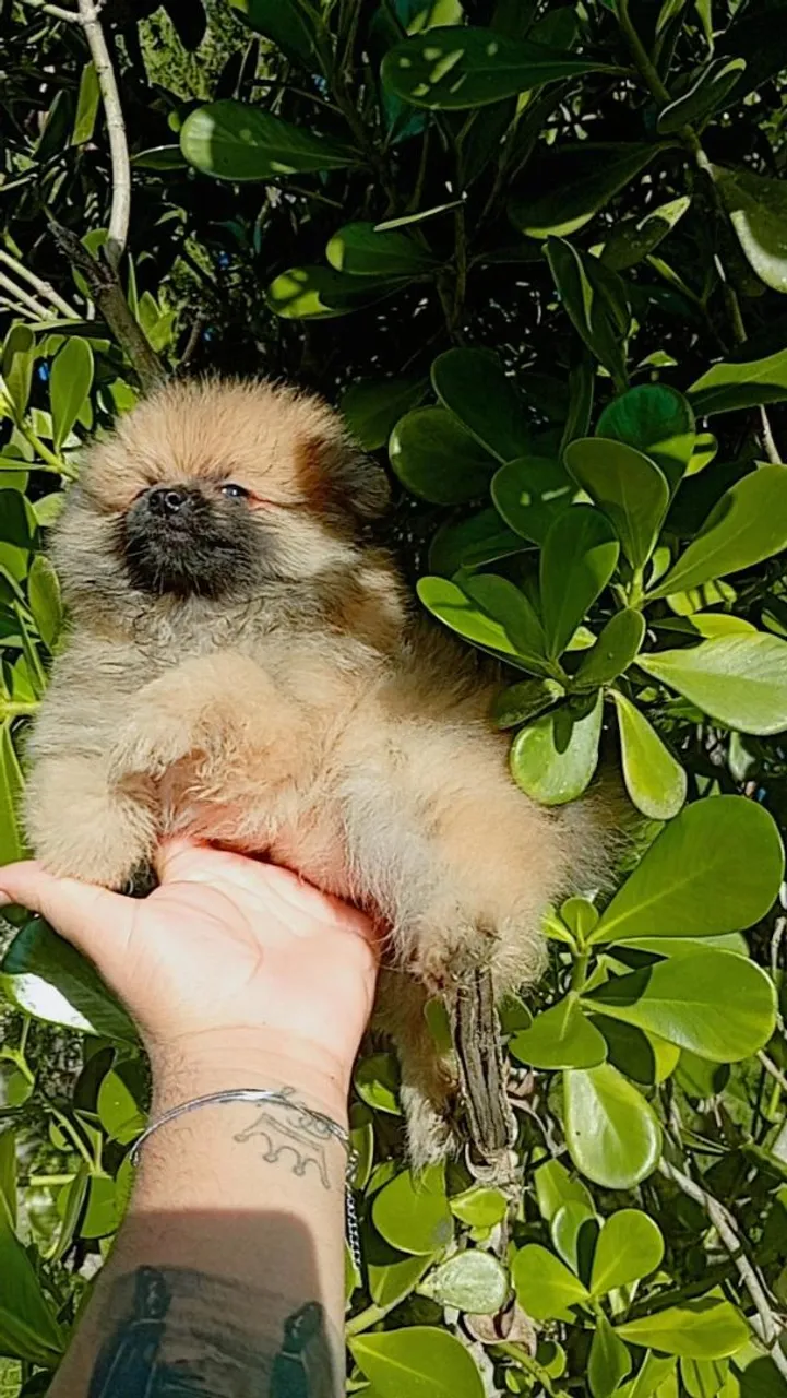 Filhote de Spitz Alemão (Lulu da Pomerânia)
