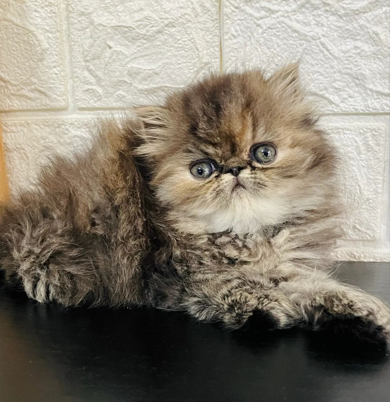 Filhotes de gato persa com predigree  - Foto 5