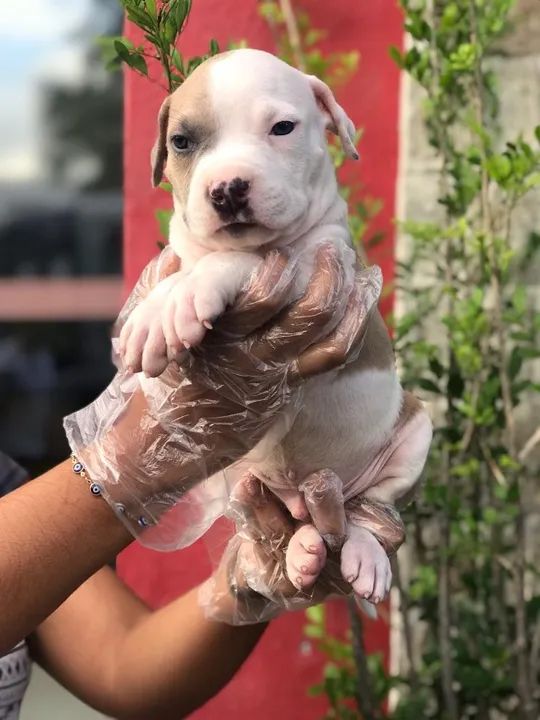 Pitbull terrier - Macho disponível com pedigree - Somos loja física - Entre em contato