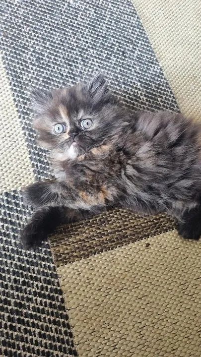 Filhote persa tortie escamada fêmea disponível  - Foto 3