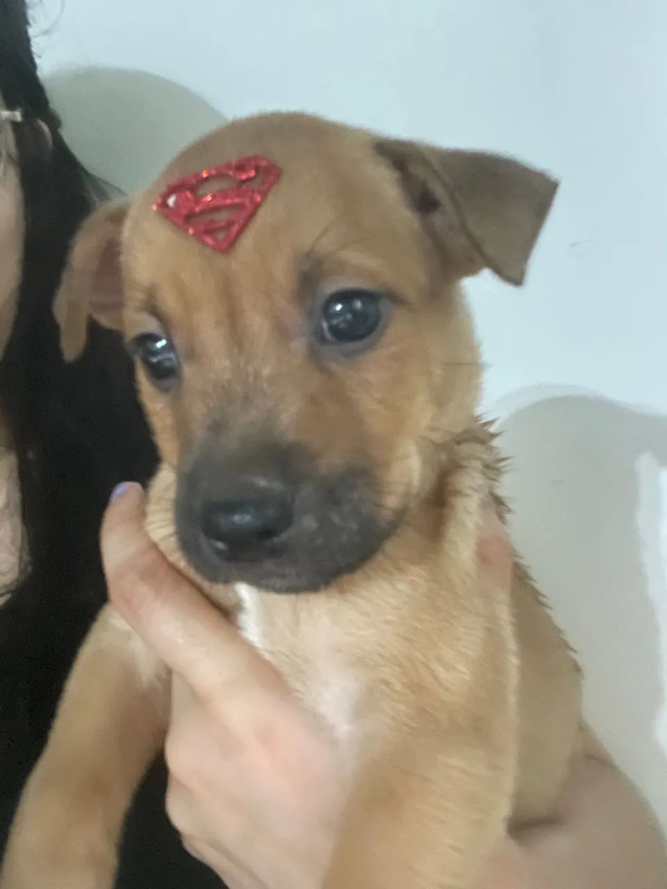 SRD com 40 dias  - Foto 6