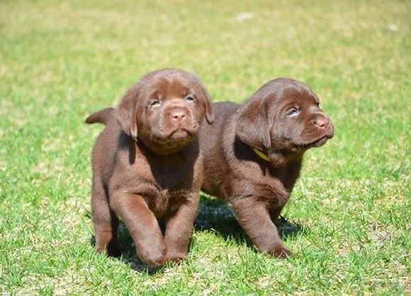 Filhote de labradores pra sua casa 