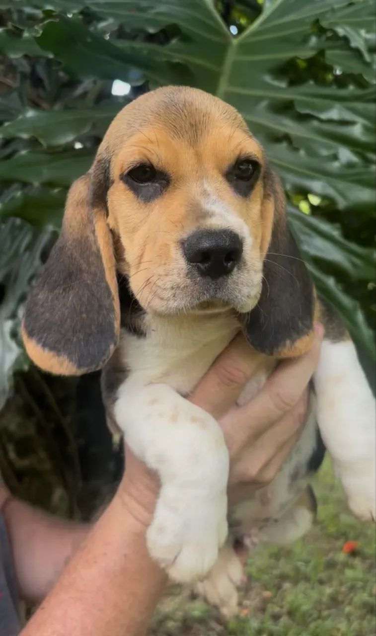 Beagles os terríveis  - Foto 2