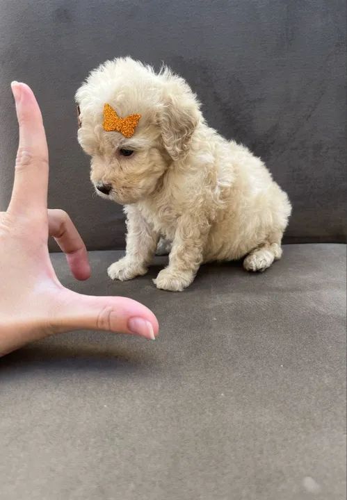 Poodle Toy Entregamos vacinados  - Foto 3