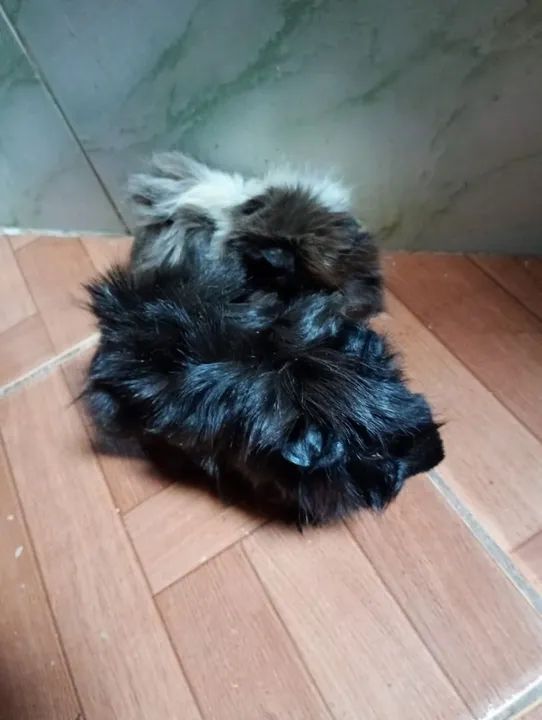 Casal porquinhos da índia peruanos por 80 reais