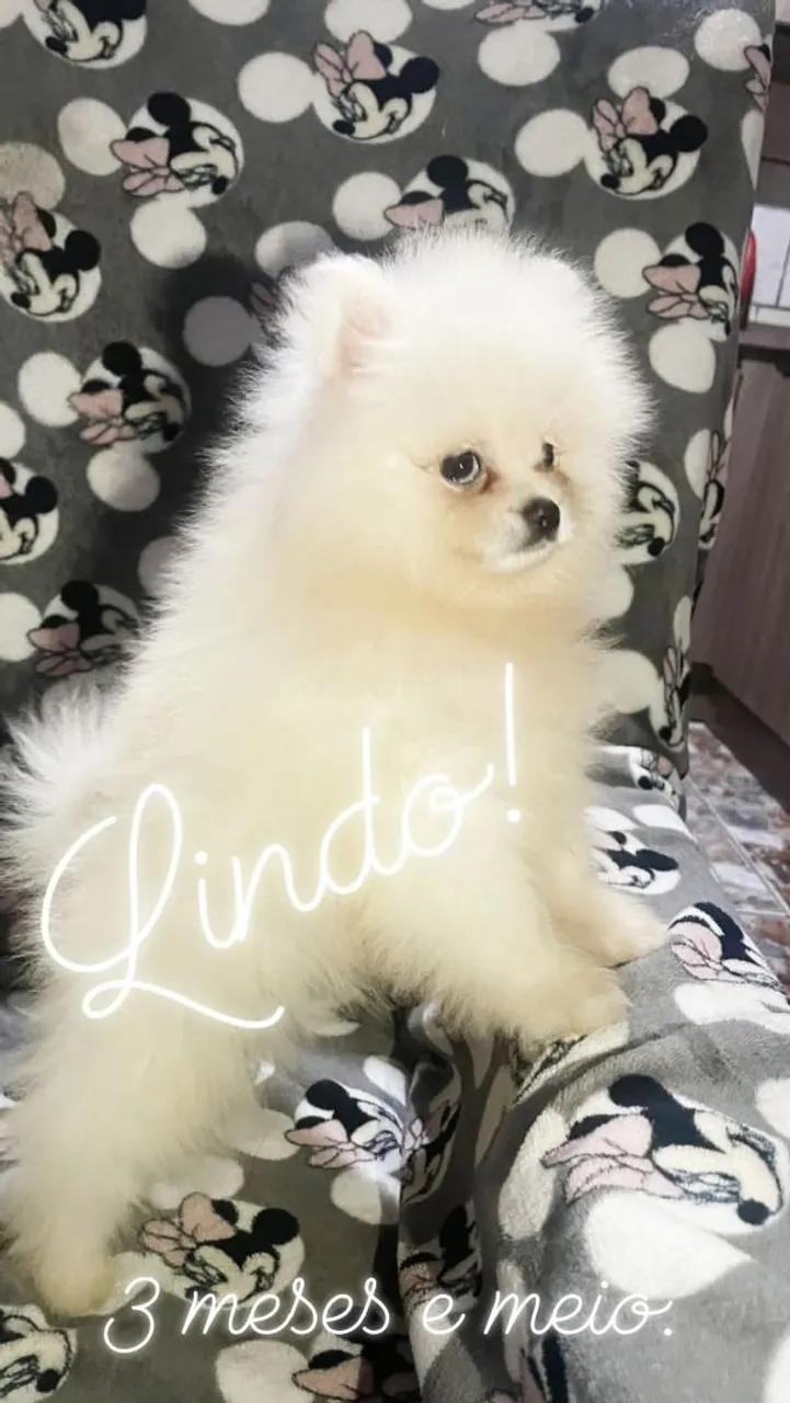 Filhote Spitz Alemão (Lulu da Pomerânia)