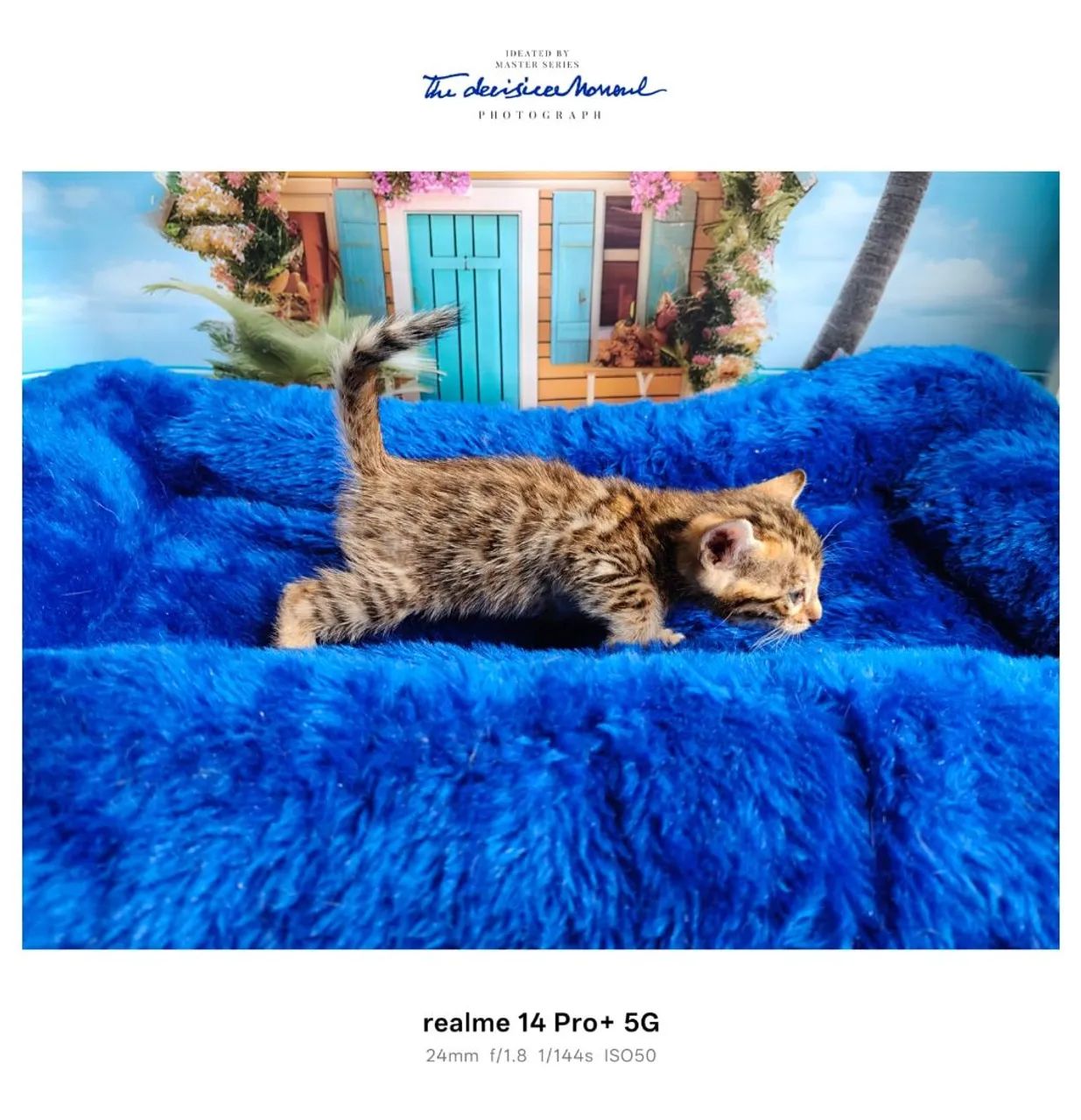 Bengal lindíssimos  - Foto 5