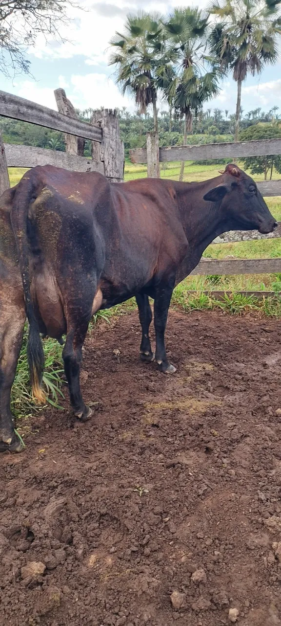 Vacas leiteiras