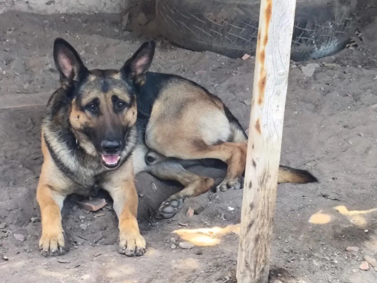 Filhotes de pastor alemão com pedigree - Foto 5