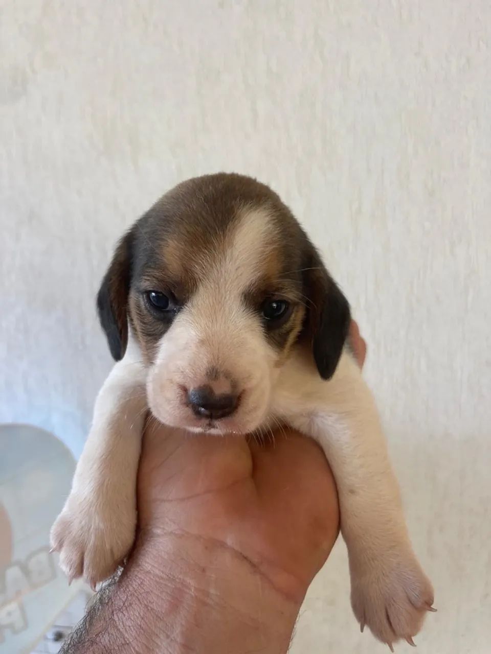 Filhote Beagle