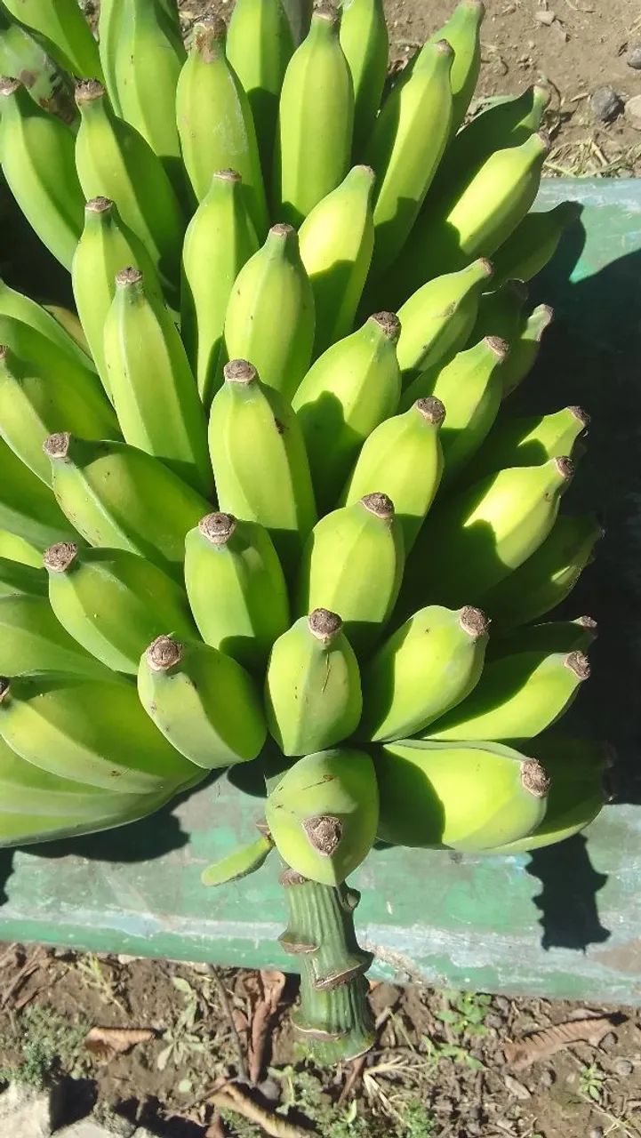 Bananas frescas para venda - Foto 2