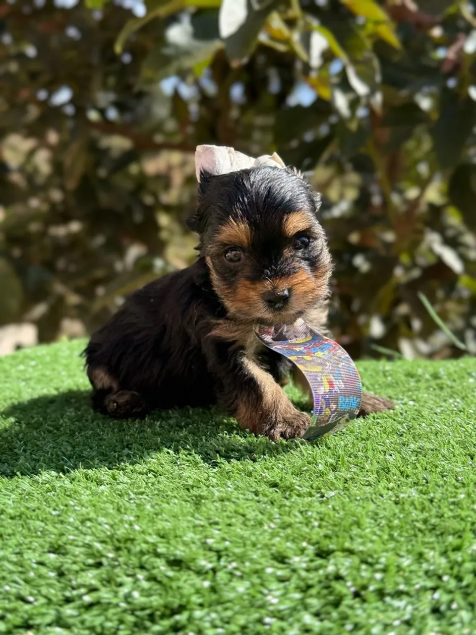 Filhote de Yorkshire Terrier- MACHO mini cheio de energia!!! Aproveita agora!!!