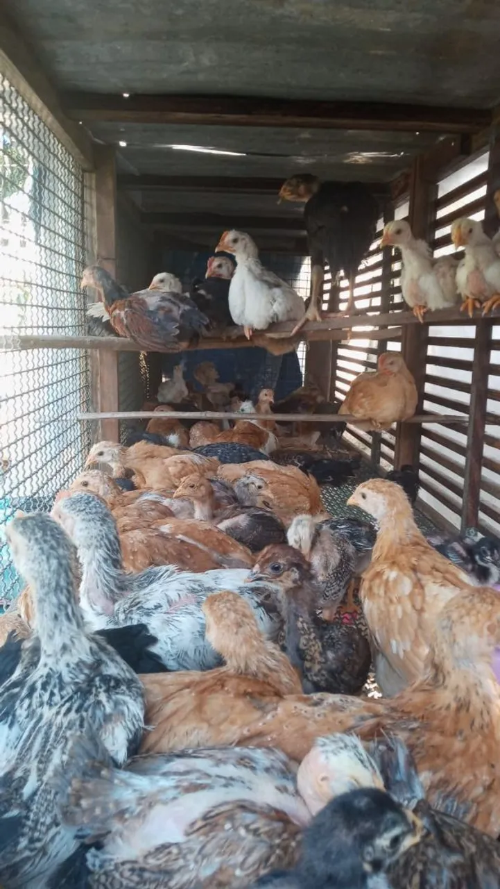 Franguinhos para criação