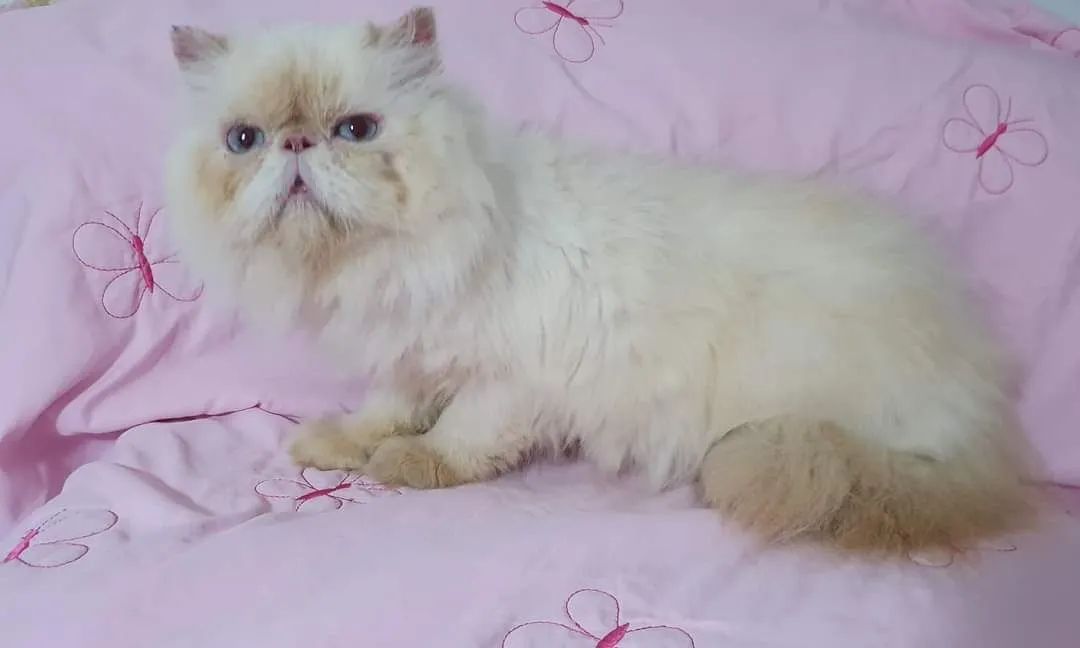  Gata Persa ( himalaia) - Foto 3