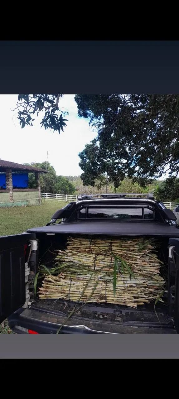 CAPIM ELEFANTE BRS CAPIAÇU A VENDA GEMAS - Foto 2