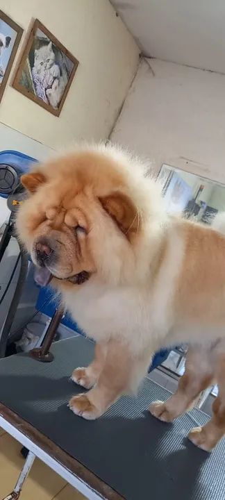 Chow chow americano pesado disponível 