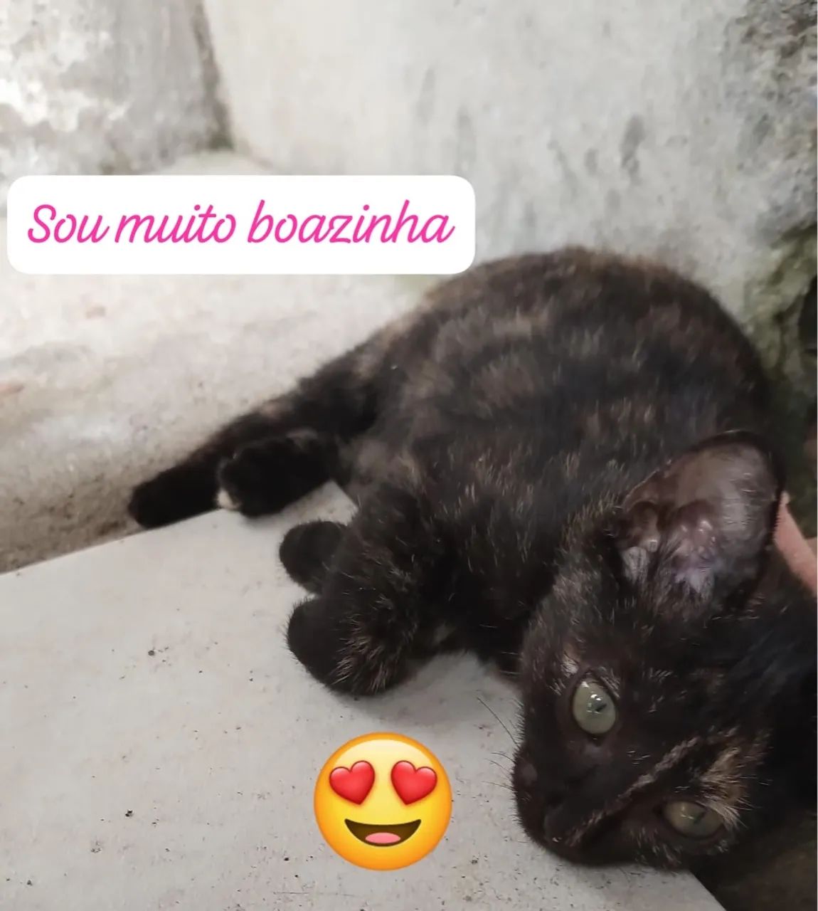 Adoção Amorosa Responsavel - Foto 3