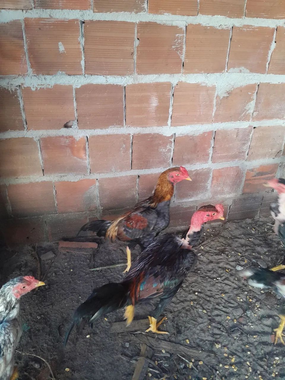 Frangos para venda 80 e70 cada - Foto 6