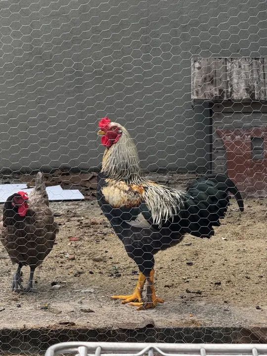 Galinha e Galo de raça - Foto 2