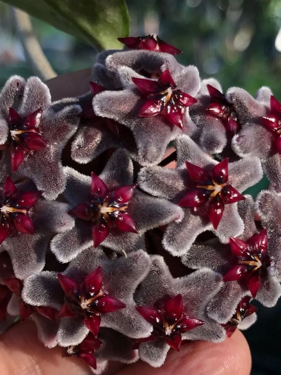 Flor de cera negra - Foto 4