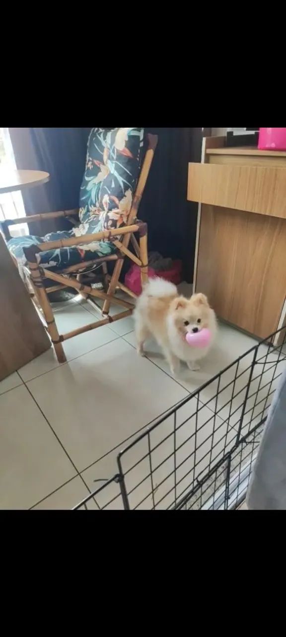 Spitz - Lulu Pomerania lindo e brincalhão-Macho