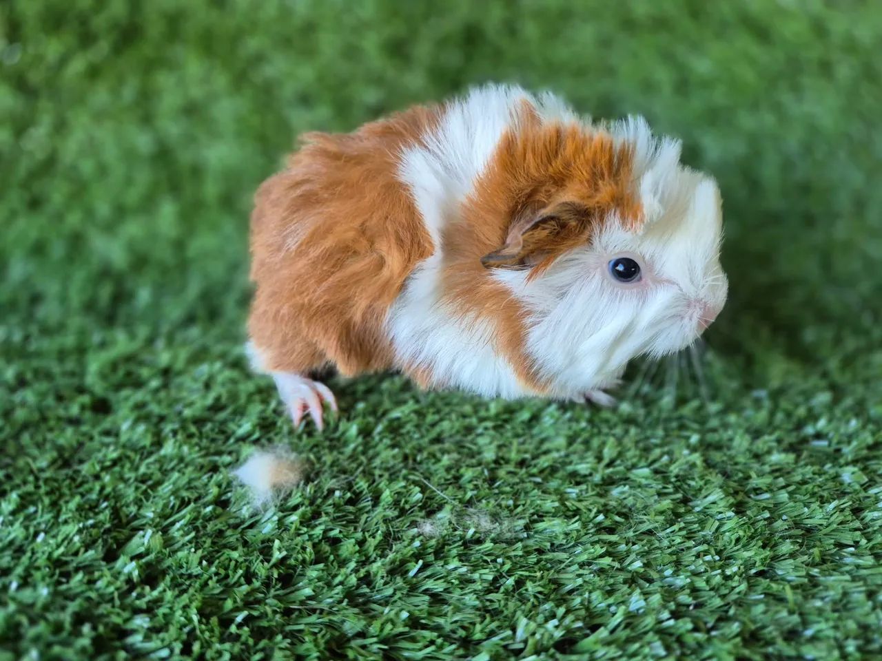 Porquinho da Índia  - Foto 3