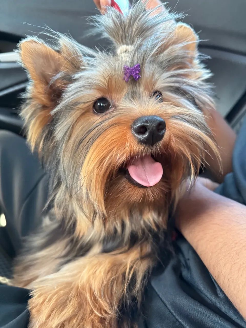 Yorkshire Terrier Fêmea