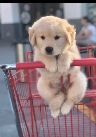 Filhote de Golden Retriever para você!! Fêmeas lindas
