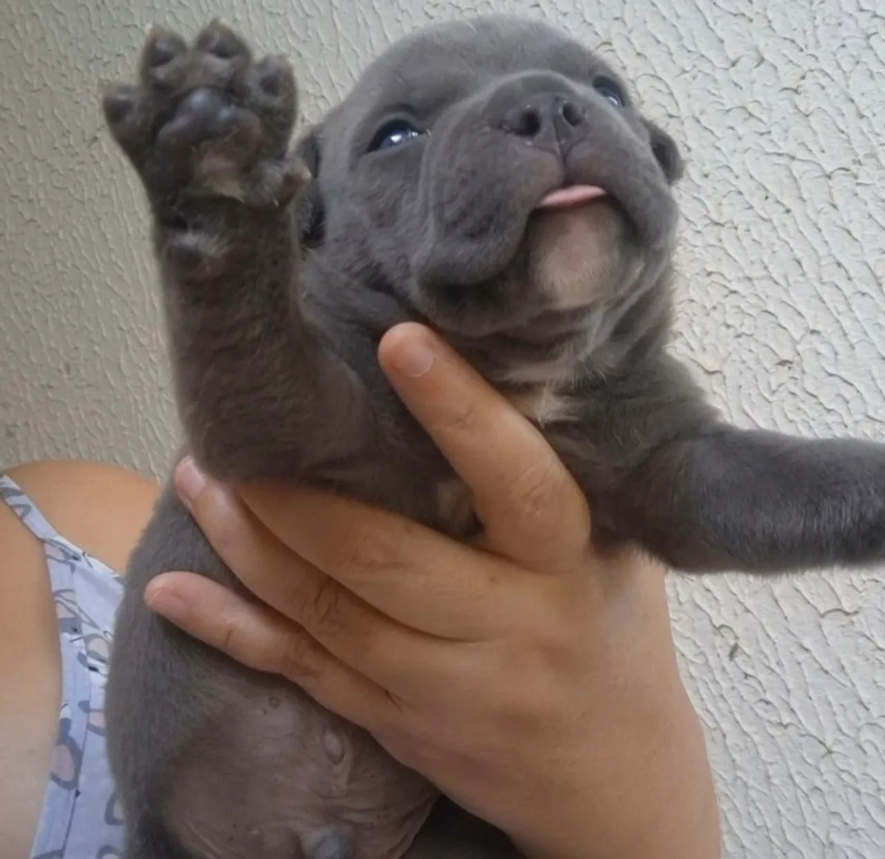 American bully