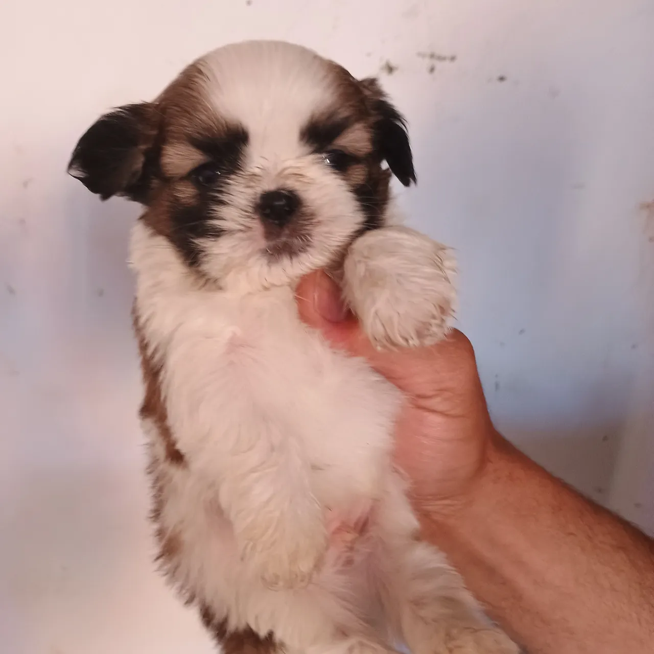 Filhote Shih Tzu puro marrom 