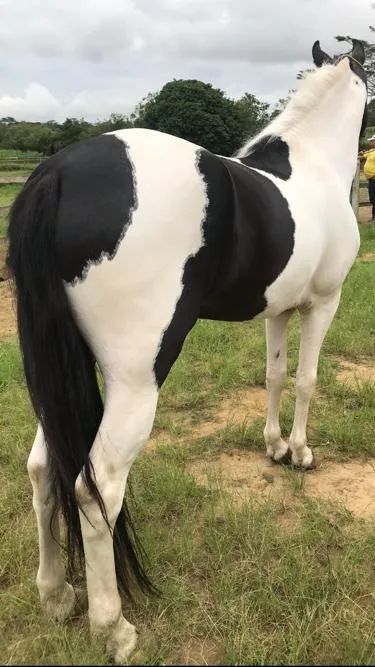 Cobertura / Cruzo de Cavalo / Garanhão Pampa de Preto filho do Ulisses Meaípe!!! - Foto 3