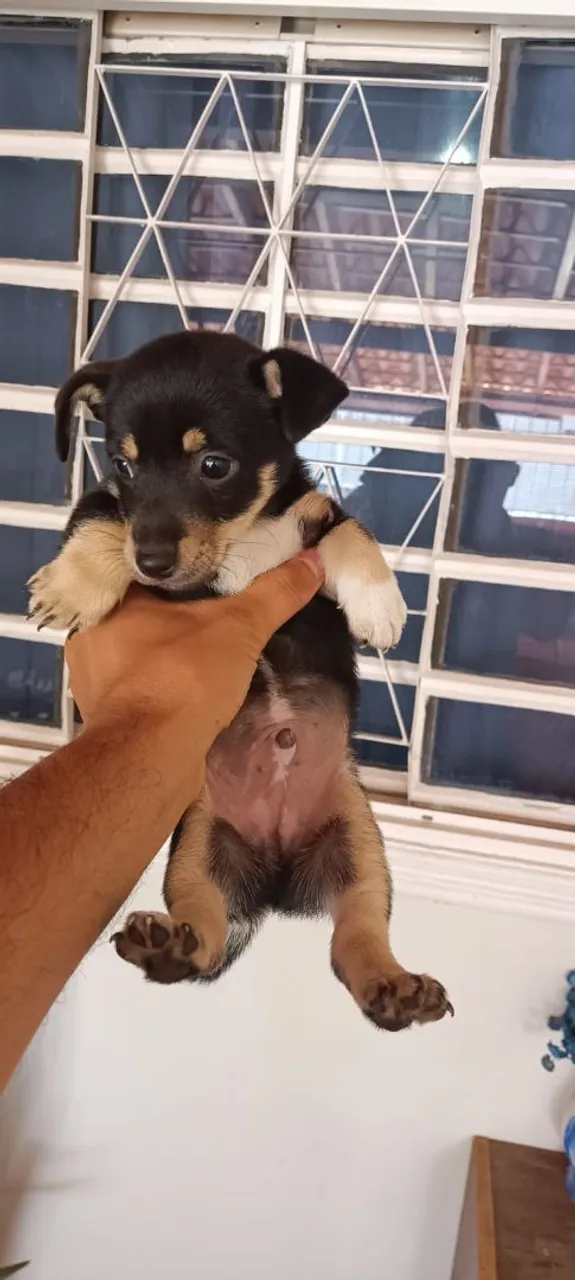 Filhote para adoção