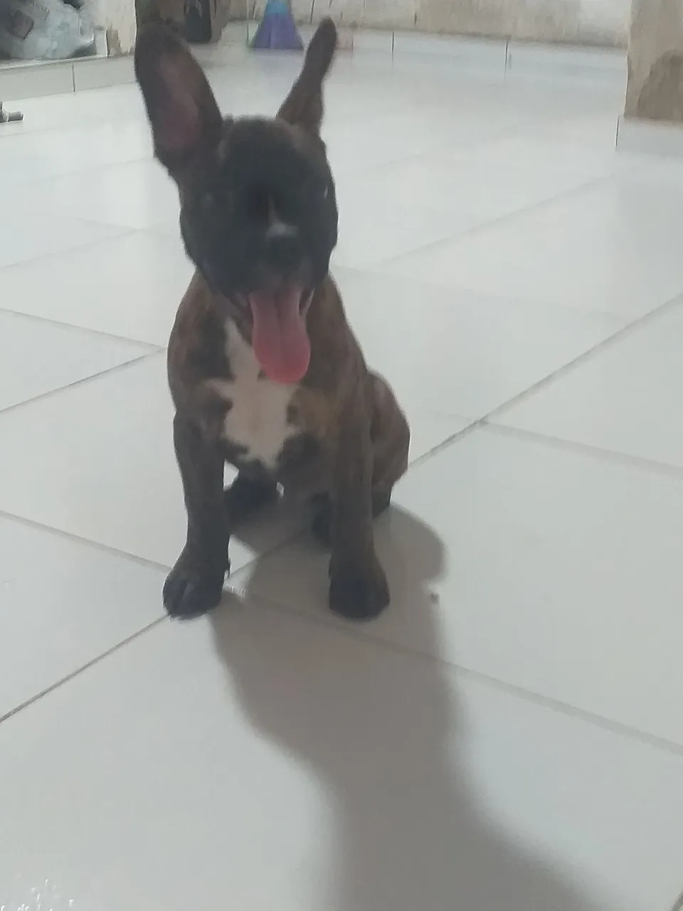 Filhote de Bulldog Francês