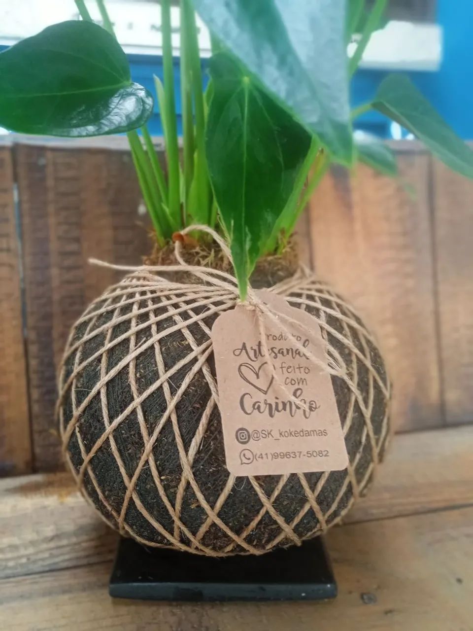 Antúrio em Kokedama - Planta de Interior - Foto 3