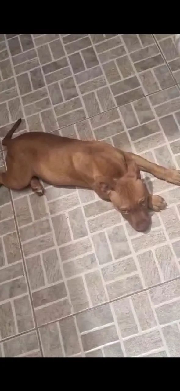 Pit monster fêmea pura - Foto 3