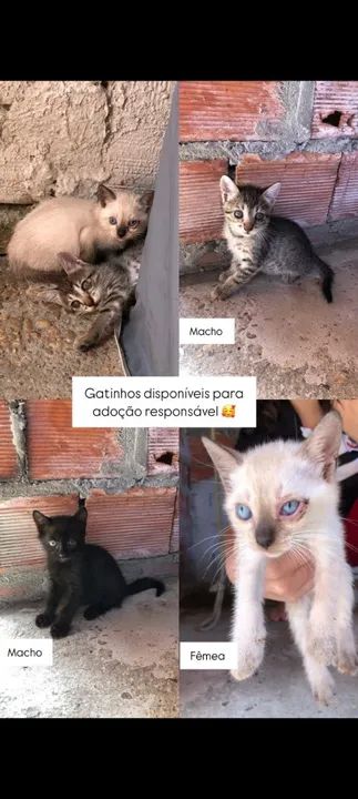 Gatos Filhotes para adoção 