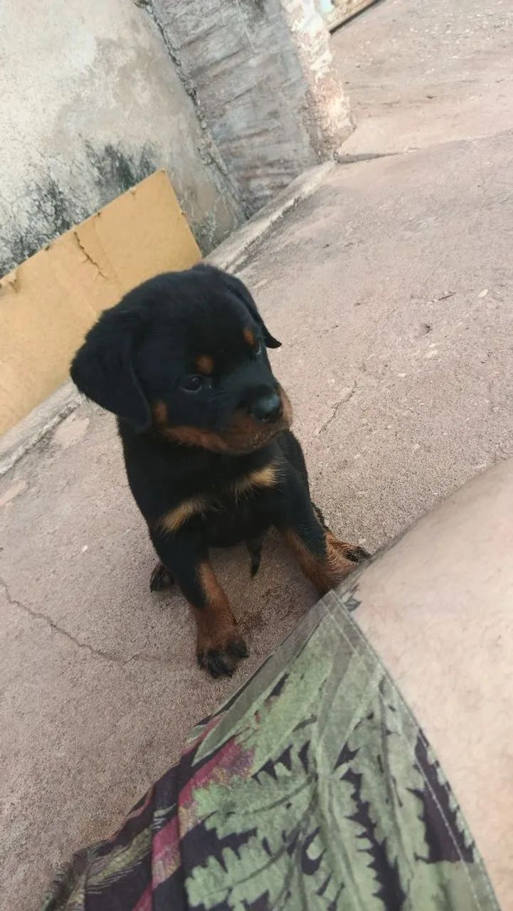 Rottweiler Americano 