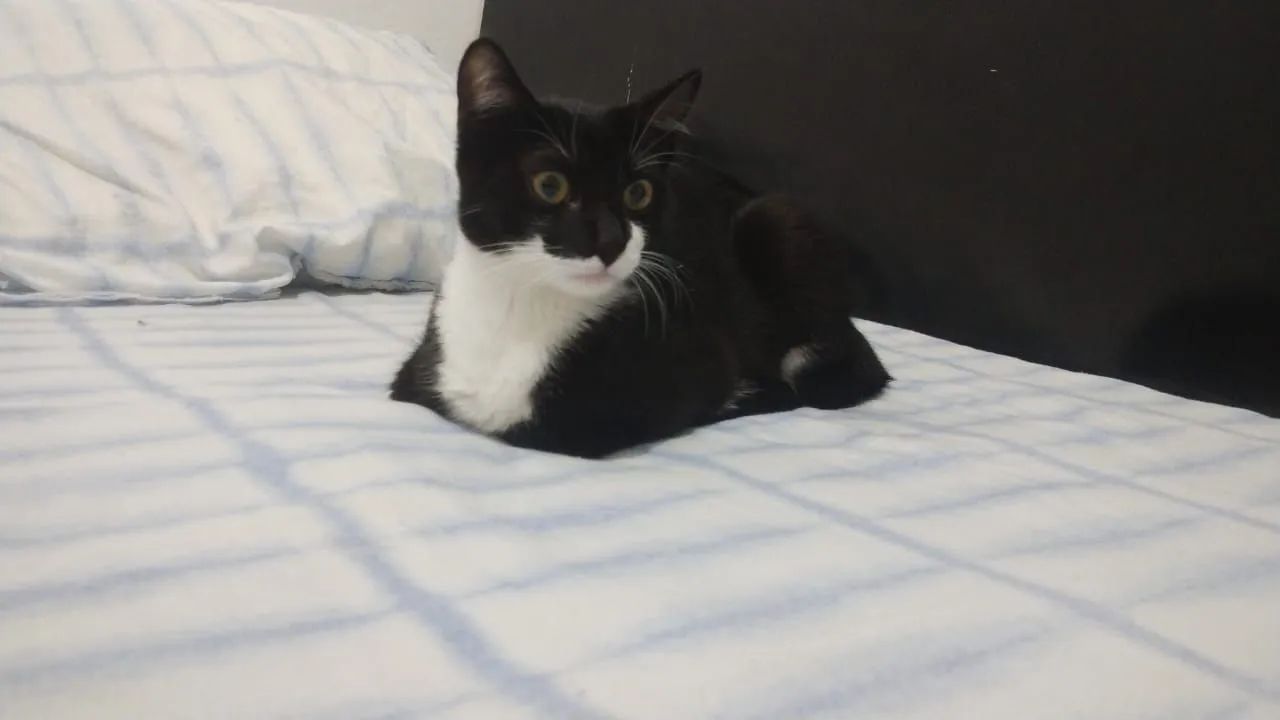 GATO PRA ADOÇÃO URGENTE  - Foto 2