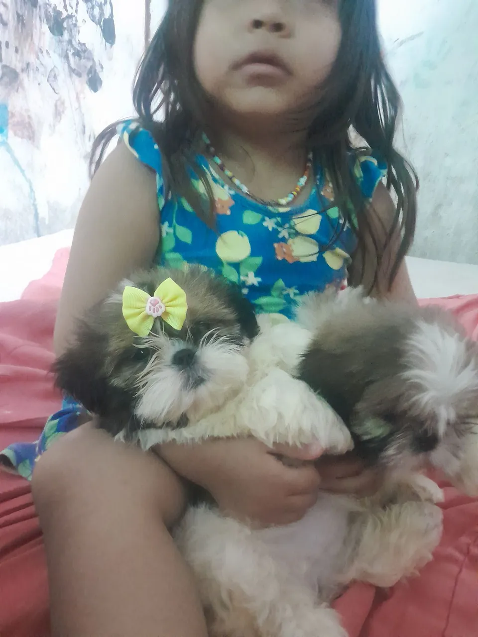 Filhotes de Shih Tzu