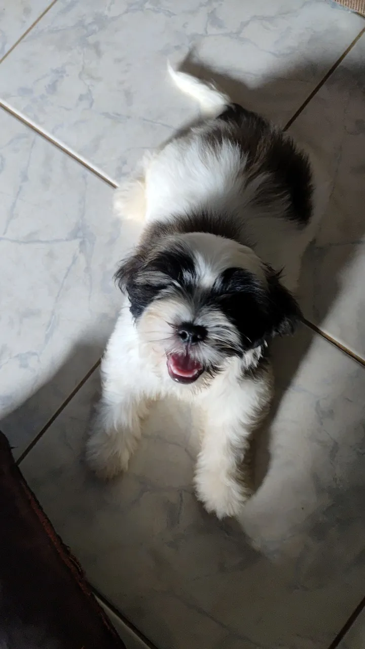 Shih Tzu - Filhote