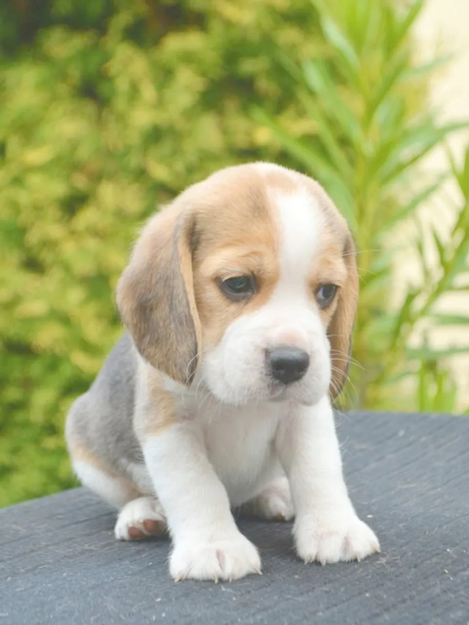 Beagle Carinhosos, sociáveis e prontos para sua família