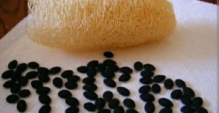 Semente de bucha vegetal  - Foto 4