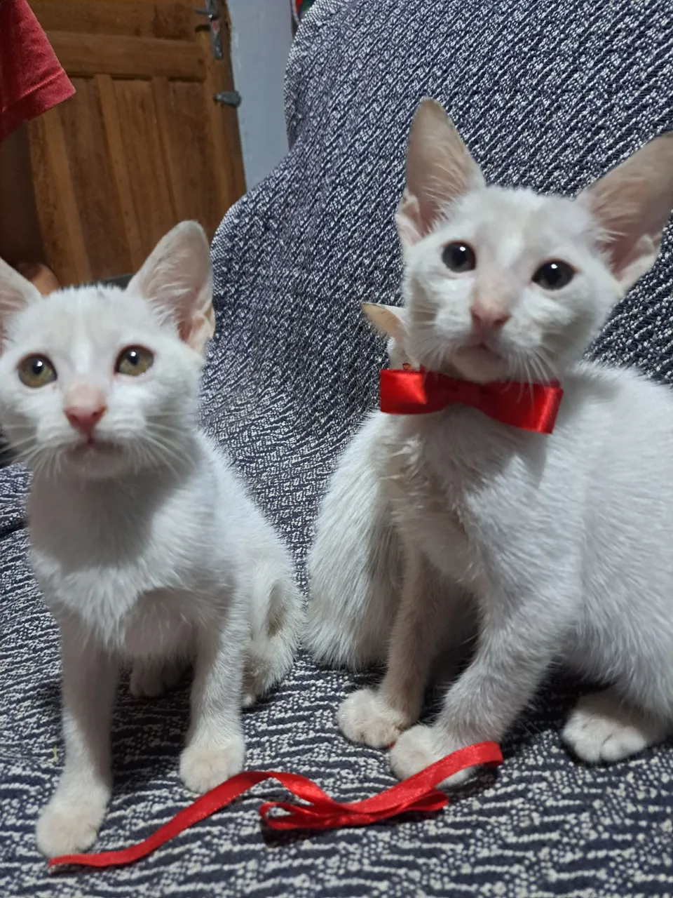 Gatos Brancos disponíveis para adoção responsável.