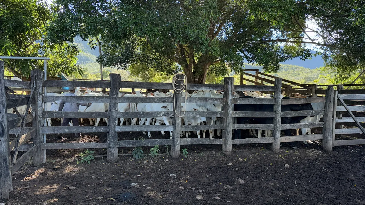 Venda Área para reserva em Formosa GO