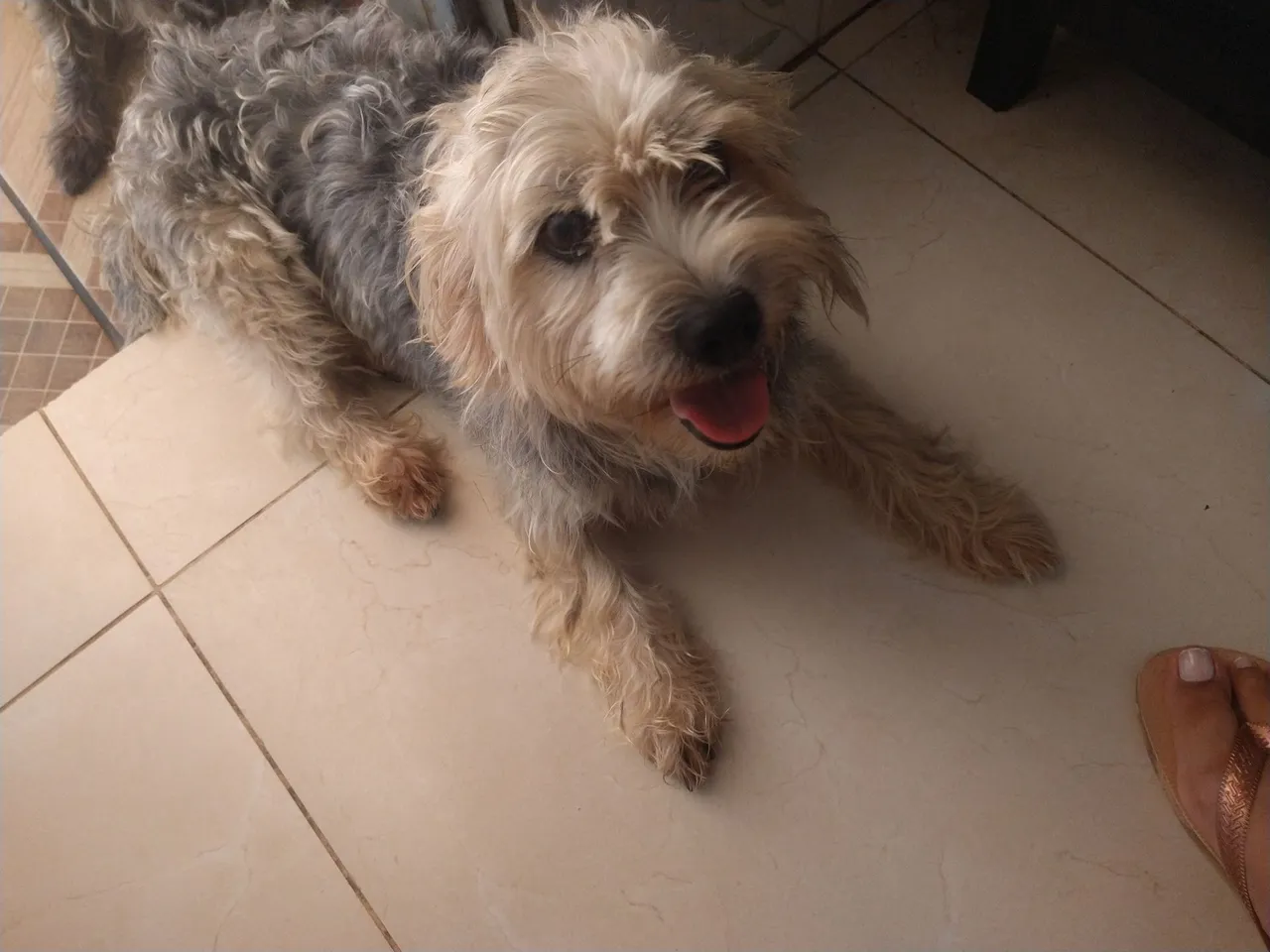 Vendo cachorros Shih Tzu