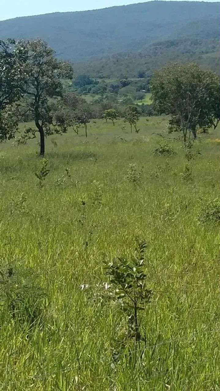 Fazenda para cria de gado, Teresina de Goiás/GO - Foto 2