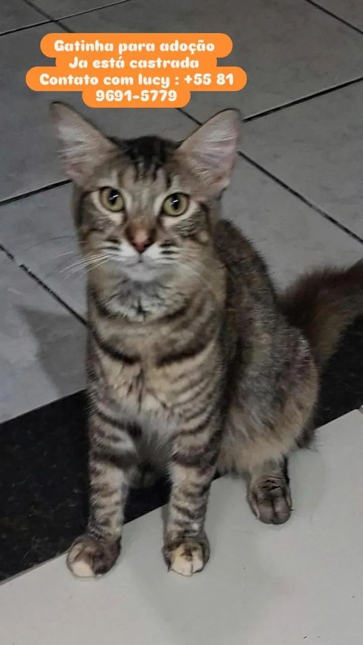 Gata trigada