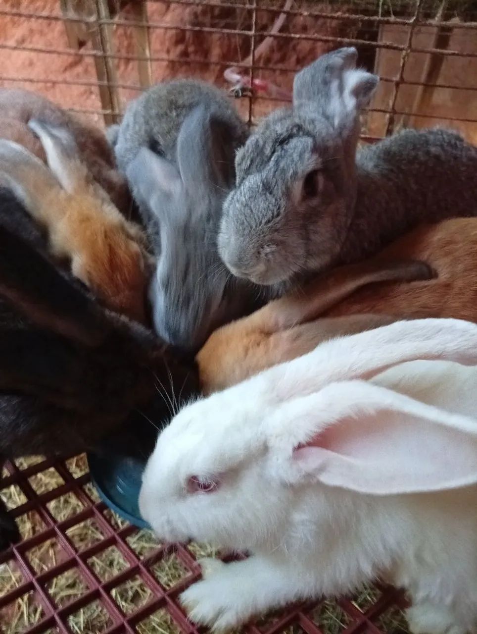 Rabbit65569091918723125