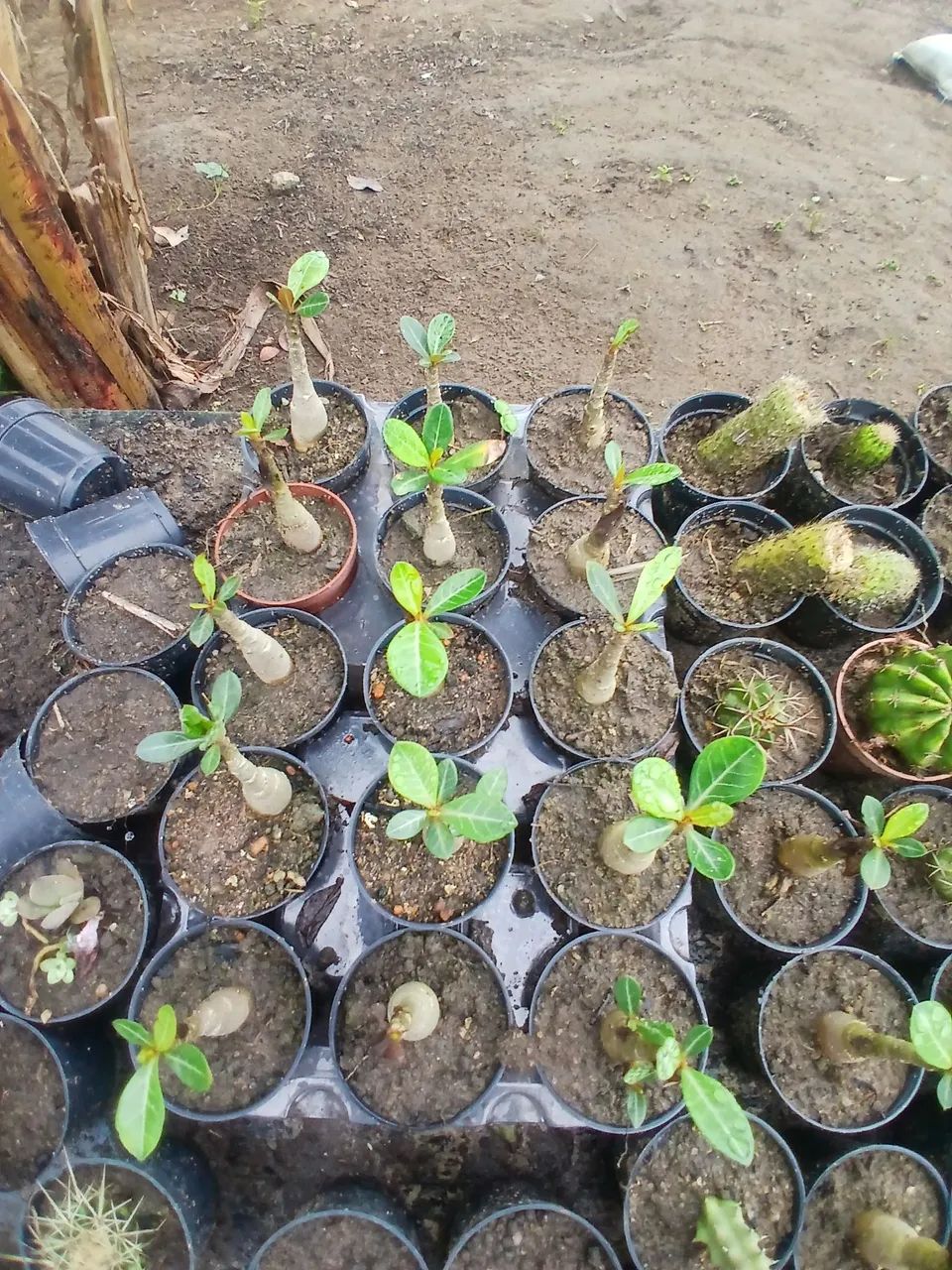 Suculentas lembrancinhas - Foto 2